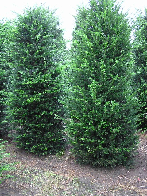 Taxus baccata